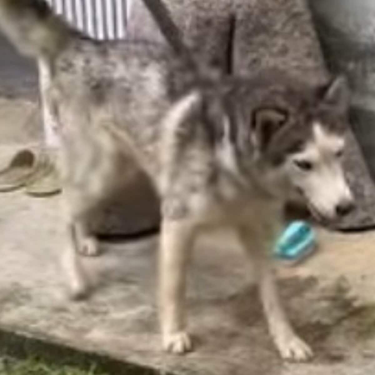 Jai Dog Rescue saves bleeding stray dog Kanom Thai in Thailand