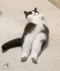 猫の「換毛期」に思わず困惑！？　まさかのビフォーアフターにクスッとくる