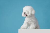 視界に入っているはずなのに「全然動かない犬」に違和感　毛布との「奇跡的な合体」に笑ってしまう
