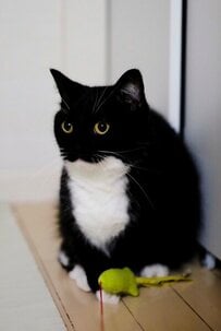 「天使すぎる」お迎えした日の猫ちゃんの写真に2.6万いいね！あどけない表情に思わず悶絶