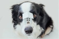 【不動産投資】ペット可物件は今がチャンス!?入居者の悩み＆賃貸経営3つの注意点