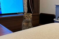 ソファで休んでいると猫が立ち上がって…心配そうなお顔に大反響