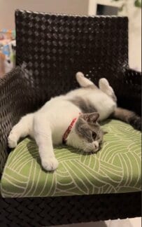 「お疲れ？」モードの猫　その理由と大胆なポーズがほっこり可愛くて反響続出