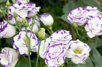 【寄せ植えガーデニング】トルコギキョウ（ユーストマ）と一緒に植えたい植物3選