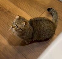 パパに「立って！」と言われた猫さん　まさかのリアクションに驚き「絶対言ってるw」