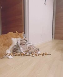 【落胆っぷりが切ない】激臭毛布をついに洗濯！お気に入りのにおいを奪われた猫ちゃんが話題に！