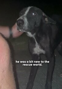人里離れた崖で「カップルがやせ細った犬」を発見　家族になった幸せな姿に感動「愛をありがとう」