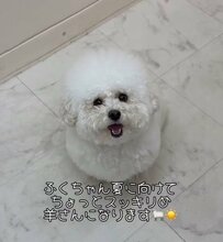 【ワンちゃんのビフォーアフターに胸キュン】プロのトリミングで大変身！夏向け『羊さんカット』が可愛すぎる