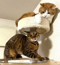 「何カッコつけてんだ！？」ヒーローのようにキメる猫と冷静すぎるツッコミの視線を送る猫　シュールすぎる構図に笑ってしまう