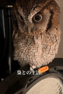 【炊飯器とフクロウ】あまりの可愛さに1.8万回再生！「お目々まんまる」