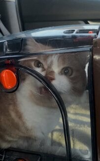 「予防接種、嫌ぁ」シャー顔で向かった猫→帰宅後の力尽きた表情に「お疲れ様」「ちゅかれたねぇ」