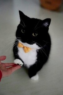 【何があった？！】「←普段の大人しい猫ちゃん　危険モードに入ったときの荒ぶる猫ちゃん→」全く違う姿に思わず二度見！