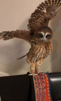 【全力威嚇！】お掃除道具を天敵認定したフクロウさん　まさかの行動に「かわいい」「わかる」の声