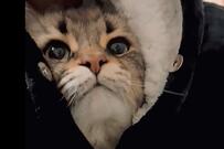 飼い主の「着る毛布」に潜り込む猫　幸せすぎる暖のとり方に8万いいね