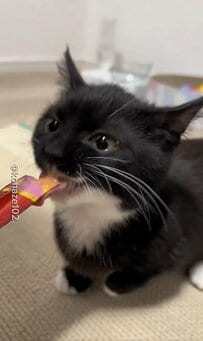 【超絶キュート】子猫ちゃん初めてのおやつシーンに「めちゃくちゃ可愛い」とメロメロコメント多数