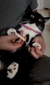 【無言の抵抗？】爪切り中の猫さんが見せる「虚無顔」が絶妙で話題に