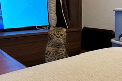 ソファで休んでいると猫が立ち上がって…心配そうなお顔に大反響