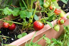 【イチゴ】植え付け適期が終了間近。プランター栽培なら初心者も育てやすい