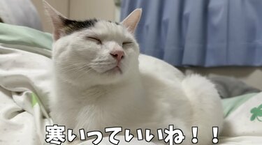 ぬくぬく寄り添ってお昼寝する〈猫ちゃんたち〉に癒される人が続出中 「こっちも幸せになります」 | 2ページ目 | LIMO |  くらしとお金の経済メディア