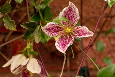 ガーデニング】冬の庭がときめく「ロマンティックな花」おすすめ7選