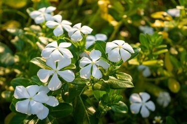 ガーデニング】3つの植物で作る「初夏の寄せ植え」涼やかカラーで