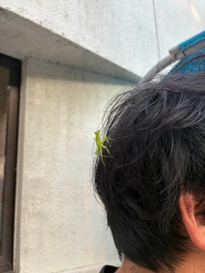 頭の上に乗るカマキリ