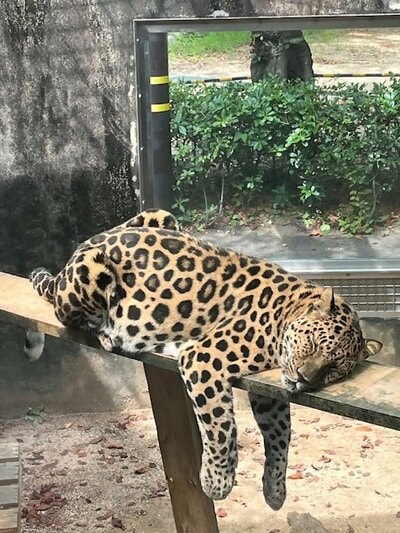 神戸市立王子動物園