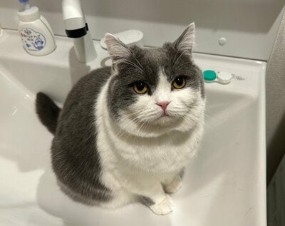 まんまるでかわいい「ぶりもっち」ちゃん