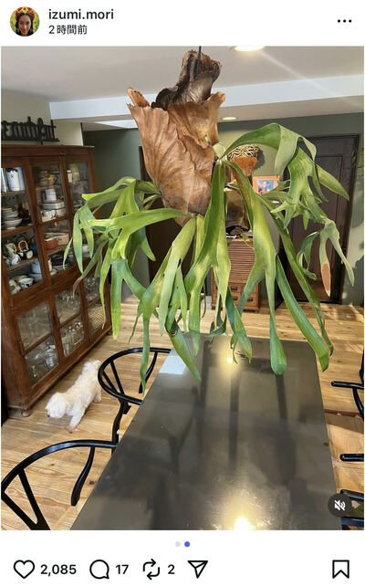 森泉のInstagram投稿