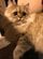 ゴージャスでかわいい長毛猫が「ひま」モード全開！？隙間にはまる姿にほっこり