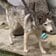 リゾート地に迷い込んだ犬が保護されるも突然の出血。緊急治療で回復していく姿に心打たれる