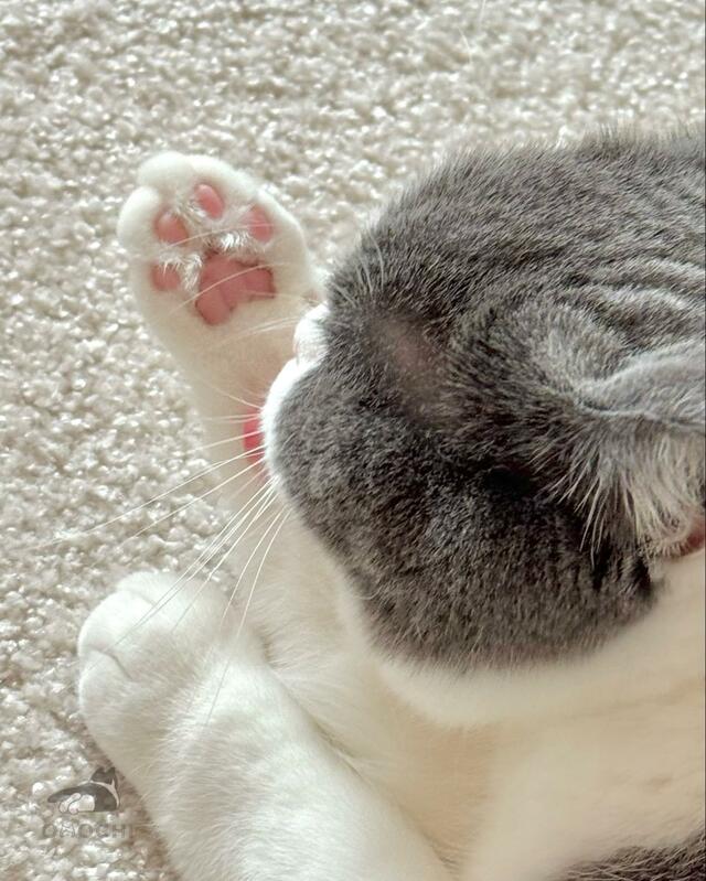 愛猫の「肉球」を撮影していたら…　割り込んできたものが可愛すぎて悶絶