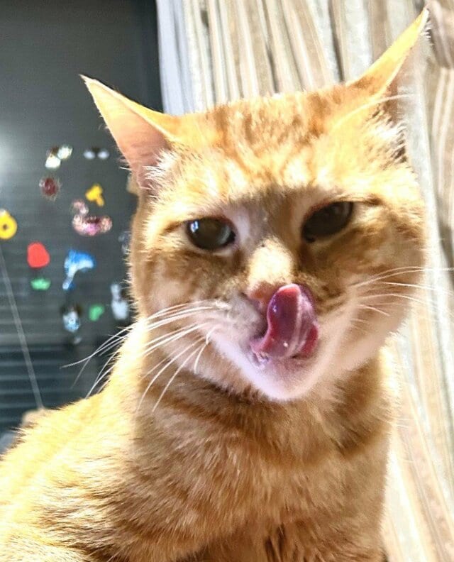 茶トラの元保護猫の見事なおっさん座りで語りかけるような様子に笑ってしまう