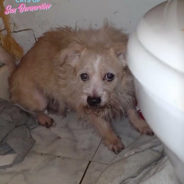 光のない部屋に6年閉じ込められていた犬を救出。笑顔を取り戻した「現在の姿」に目頭が熱くなる