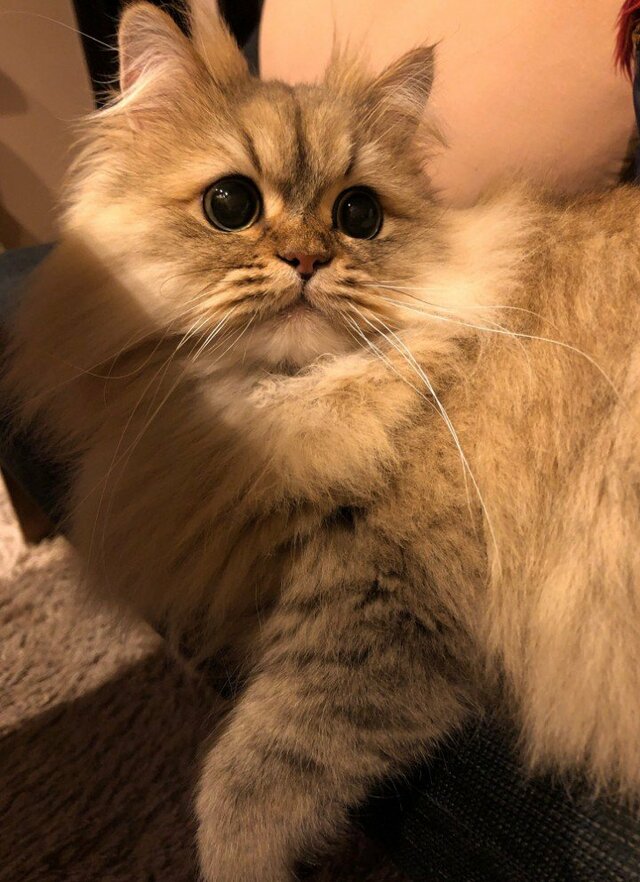 ゴージャスでかわいい長毛猫が「ひま」モード全開！？隙間にはまる姿にほっこり