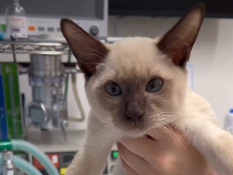 4日間も便が出ていないオリエンタルショートヘアが動物病院へ。便秘のまさかの可能性に「想定外の推理にお茶吹きました」の声