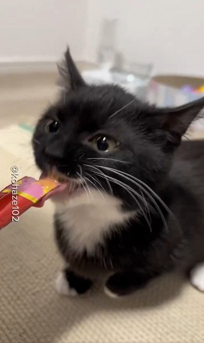 【超絶キュート】子猫ちゃん初めてのおやつシーンに「めちゃくちゃ可愛い」とメロメロコメント多数
