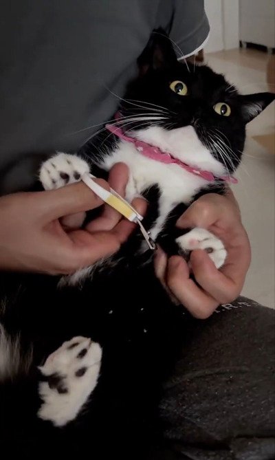 【無言の抵抗？】爪切り中の猫さんが見せる「虚無顔」が絶妙で話題に