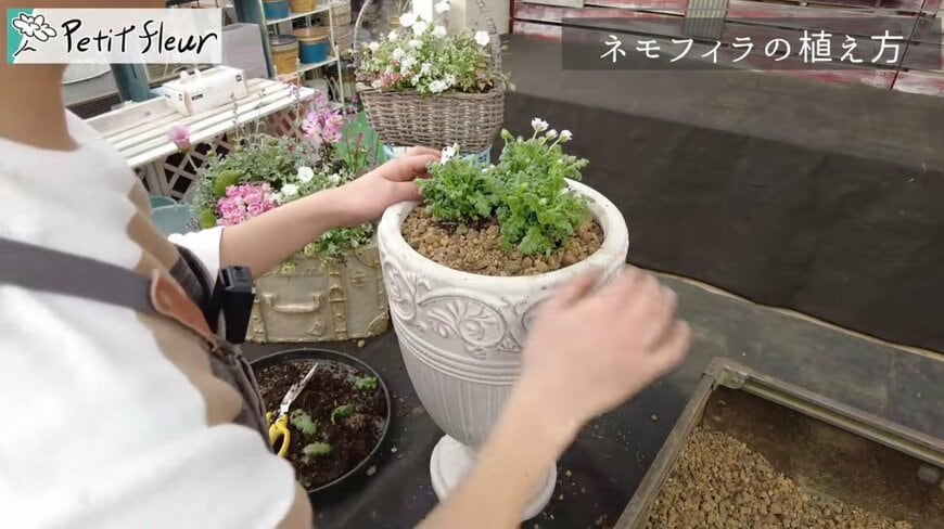 出所：@petit_fleur