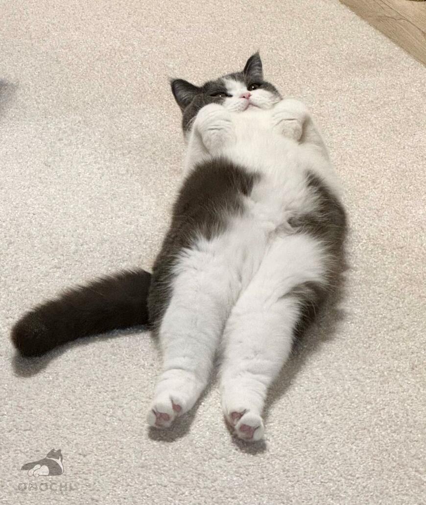 猫の「換毛期」に思わず困惑！？　まさかのビフォーアフターにクスッとくる