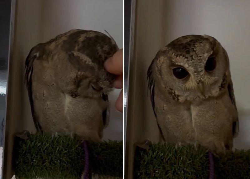 出所：@purinon2929k