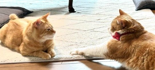 出所：@Beercat_Ana_Dar