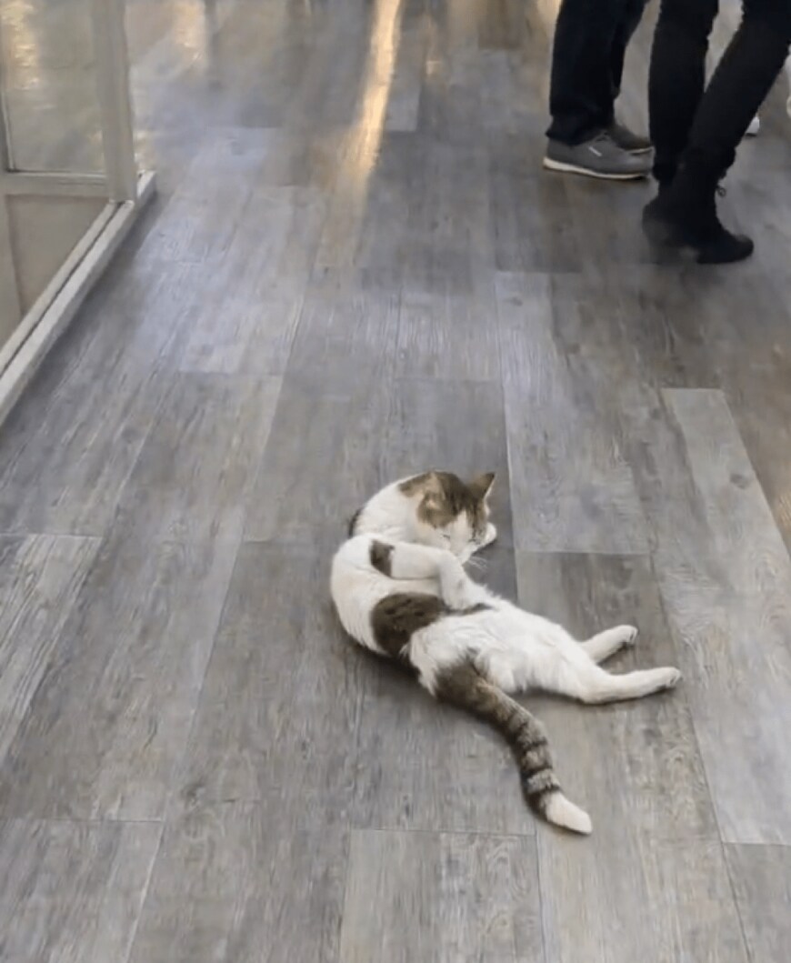 出所：@nekosanpoch