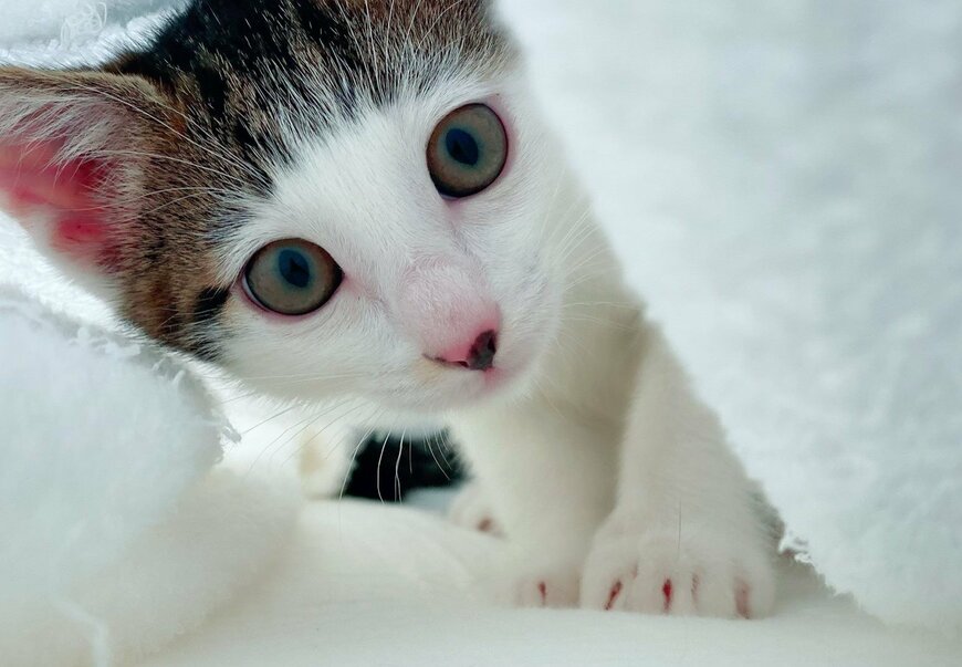 出所：@Saeroyi_cat