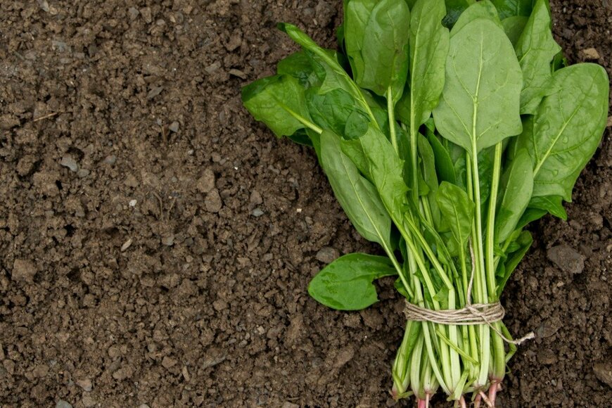 Alikaj2582/istockphoto.com