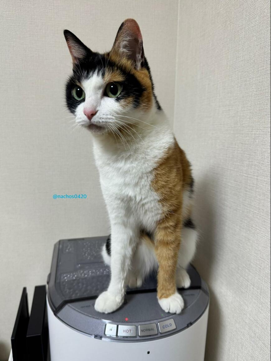 お嬢様系美人猫がブチ切れると…→あまりの豹変ぶりに笑ってしまう