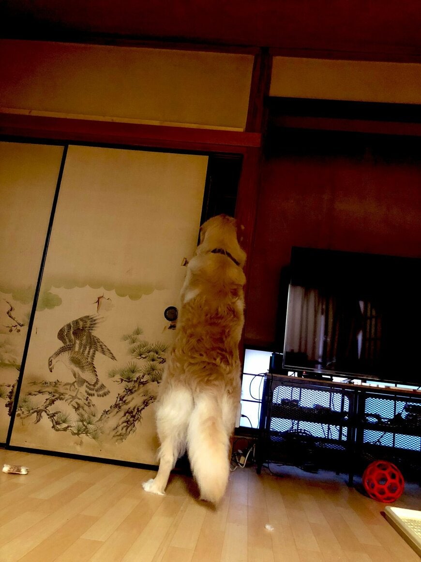 出所：@elmo_golret