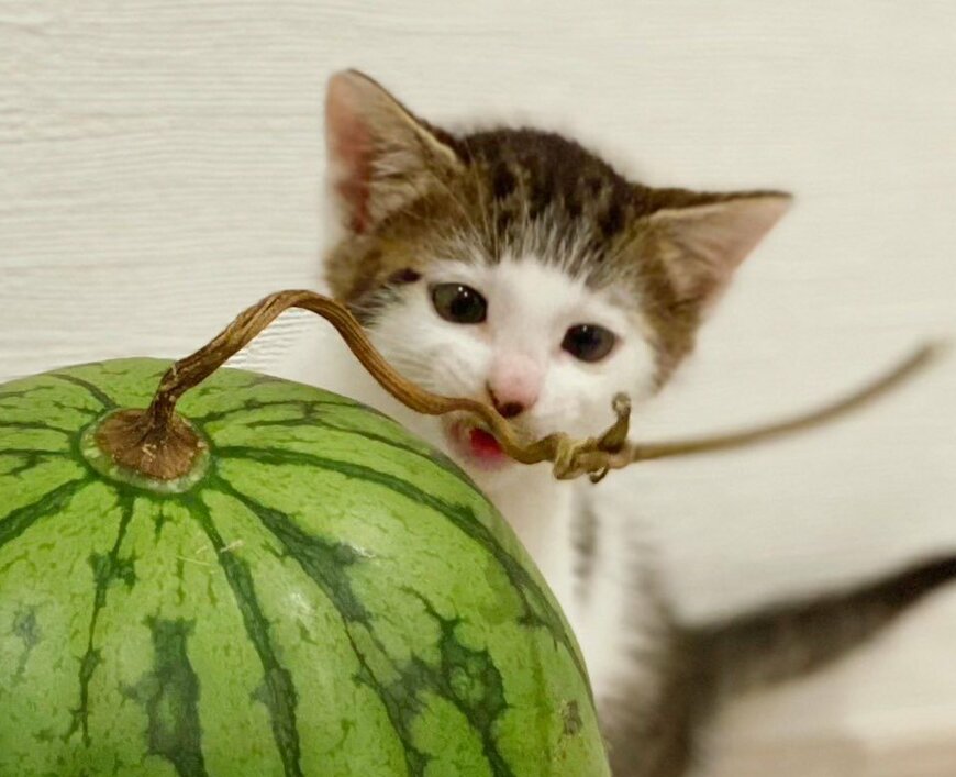 出所：@Saeroyi_cat