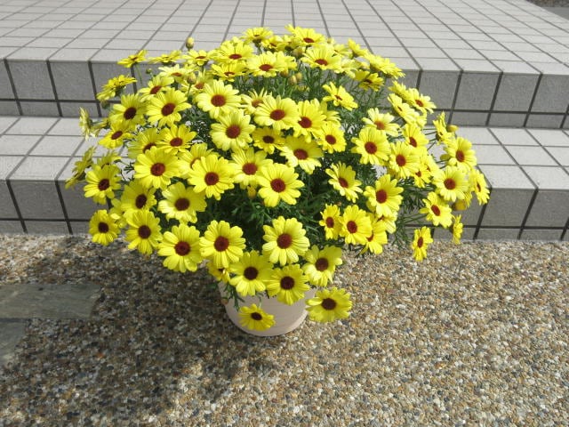 出所：サントリーフラワーズ マックスマム