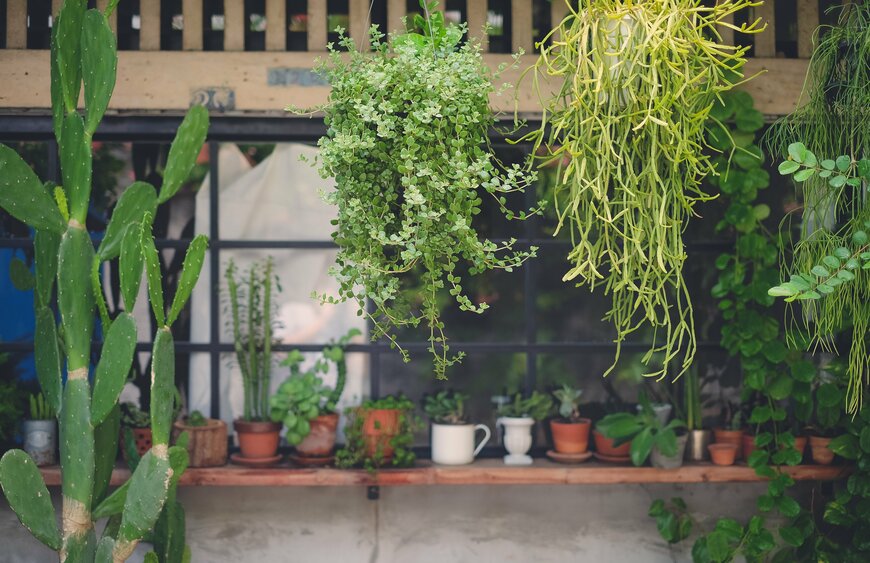 【ガーデニング】ひとクセあるのが魅力的！部屋に飾りたくなる〈ユニークな観葉植物7選〉